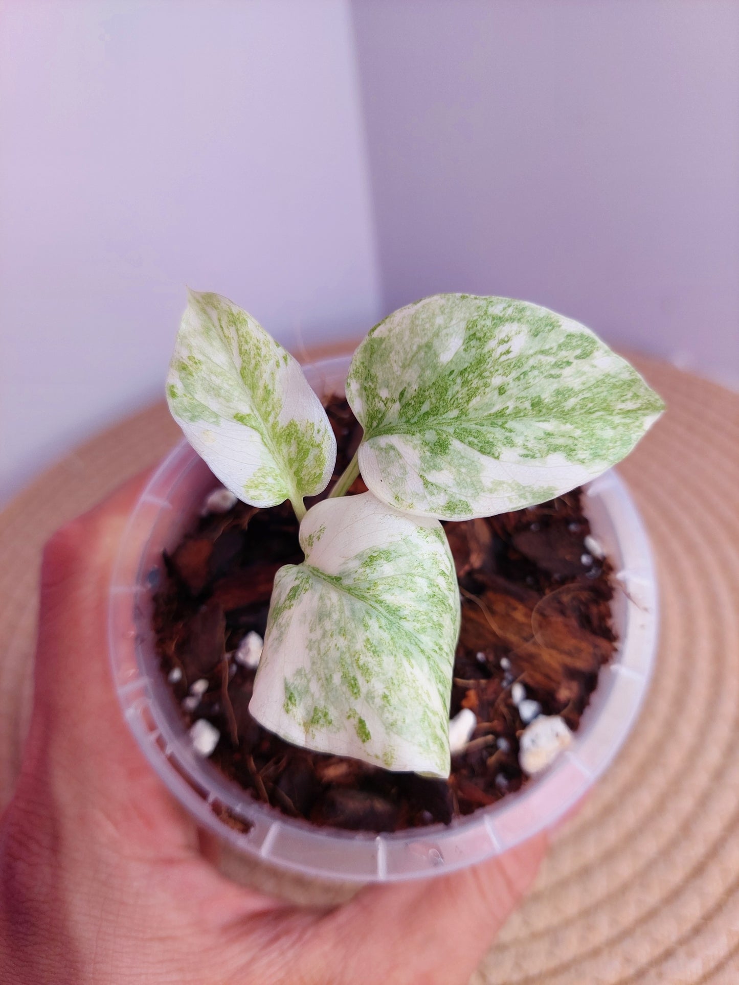 Monstera Legacy #1