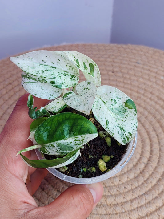 Epipremnum Pinnatum Marble #A