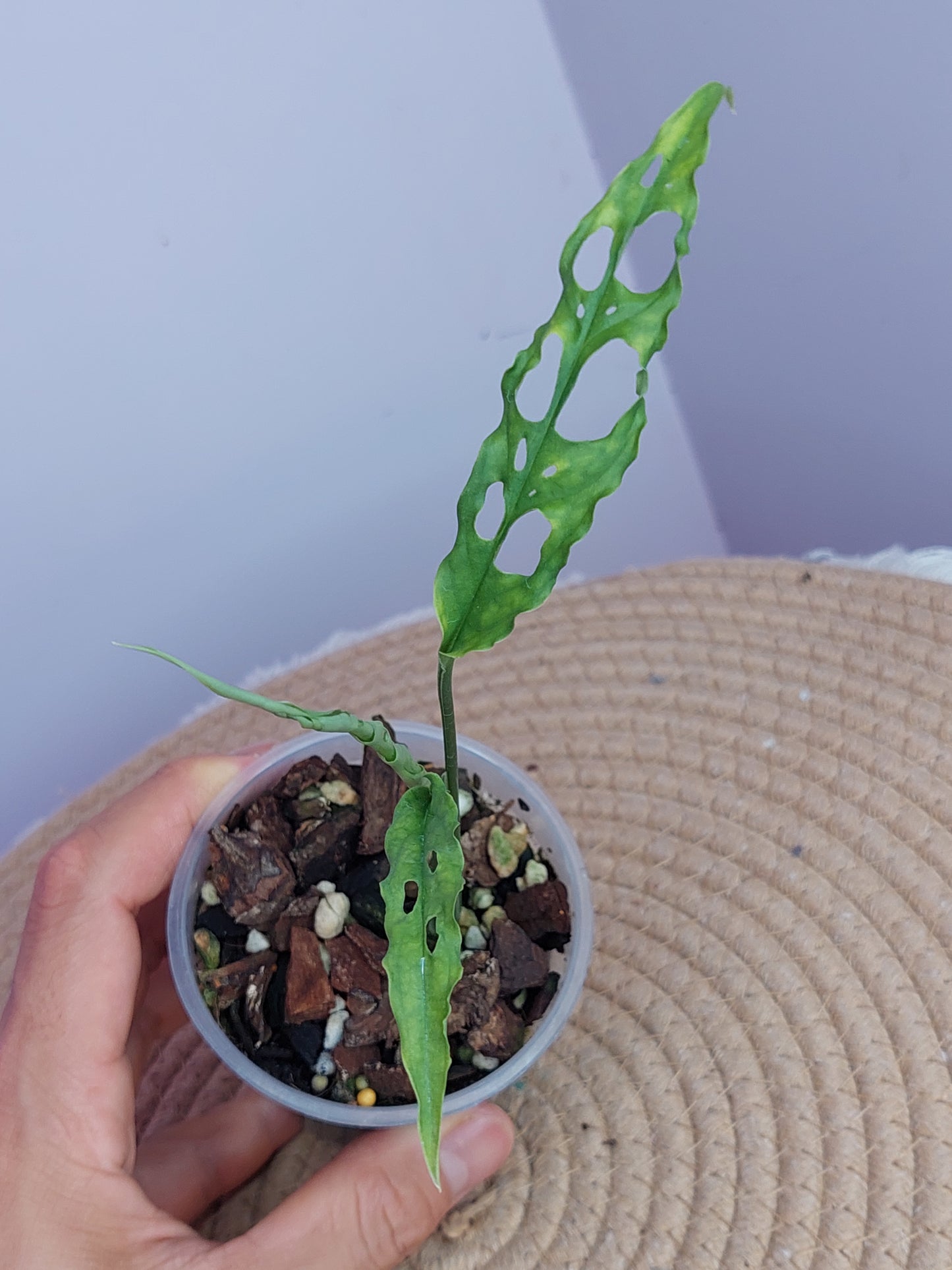 Monstera Obliqua Peru #A