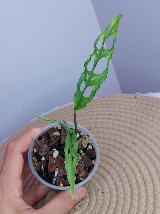 Monstera Obliqua Peru #A