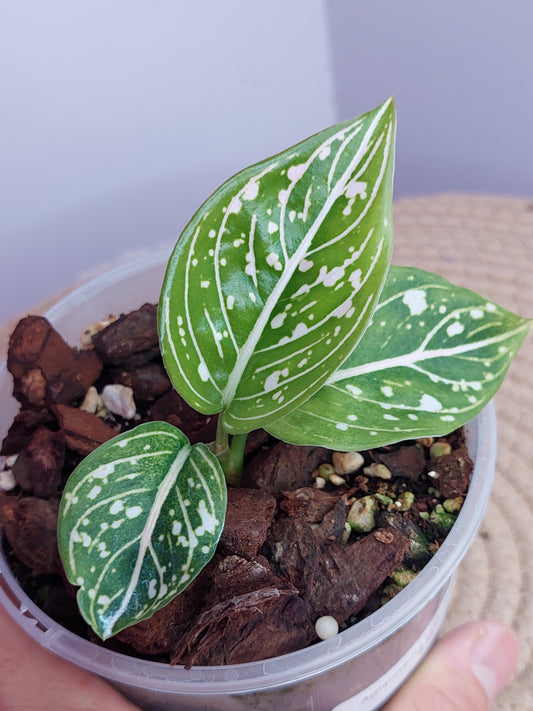 Aglaonema Commutatum #A