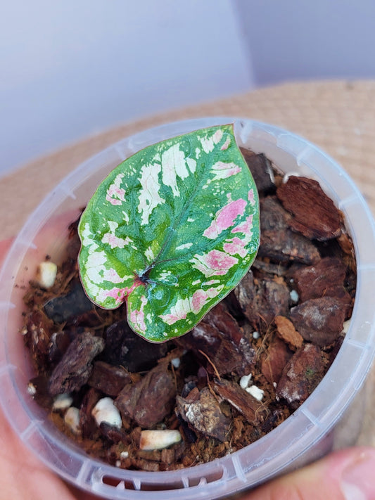 Caladium Purple Light #A (SMALL)