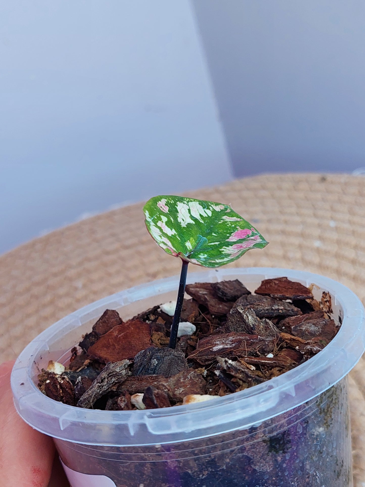 Caladium Purple Light #A (SMALL)