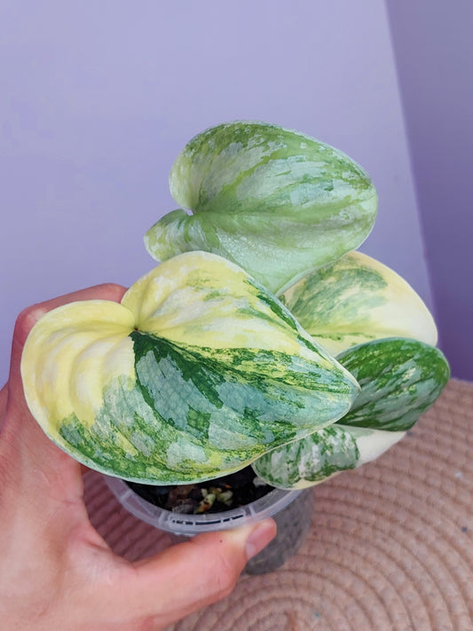 Scindapsus Exotica Variegated #A