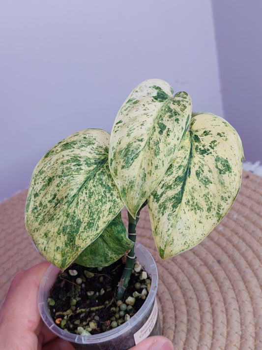 Scindapsus Creme Brulee Variegated #A