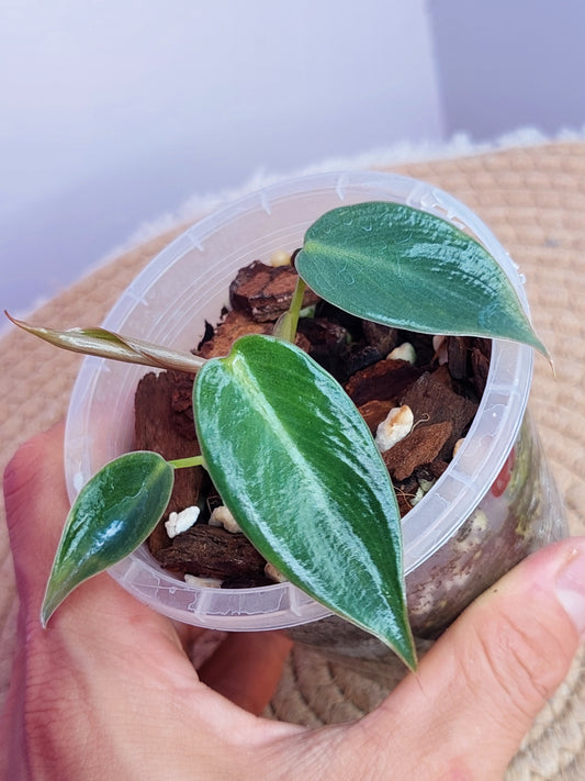 Philodendron Spiritus Sancti #A