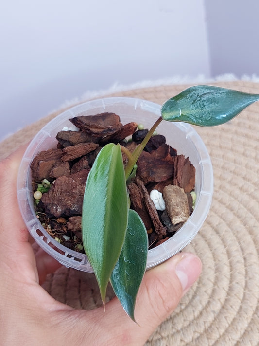 Philodendron Spiritus Sancti #B