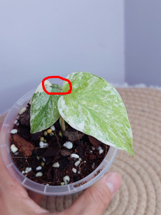 Monstera Cream Cheese #A