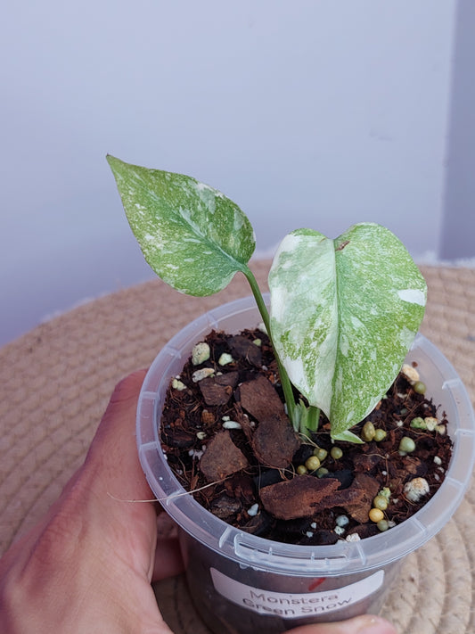 Monstera Green Snow #A