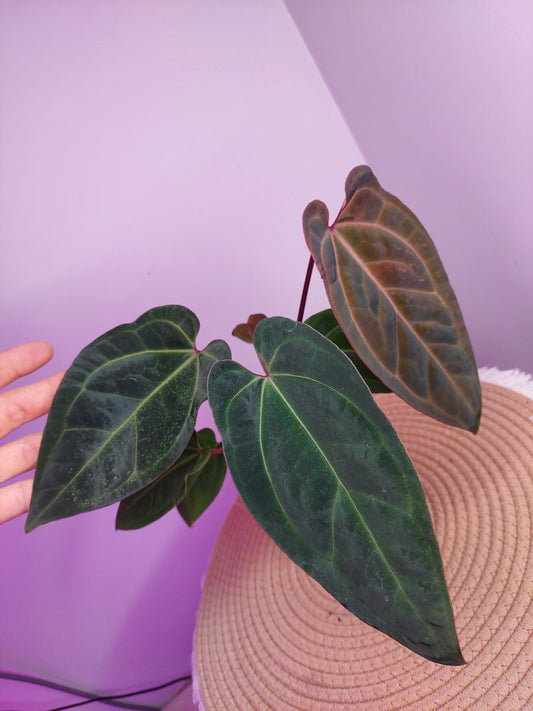 Anthurium Bess x RVDP #A