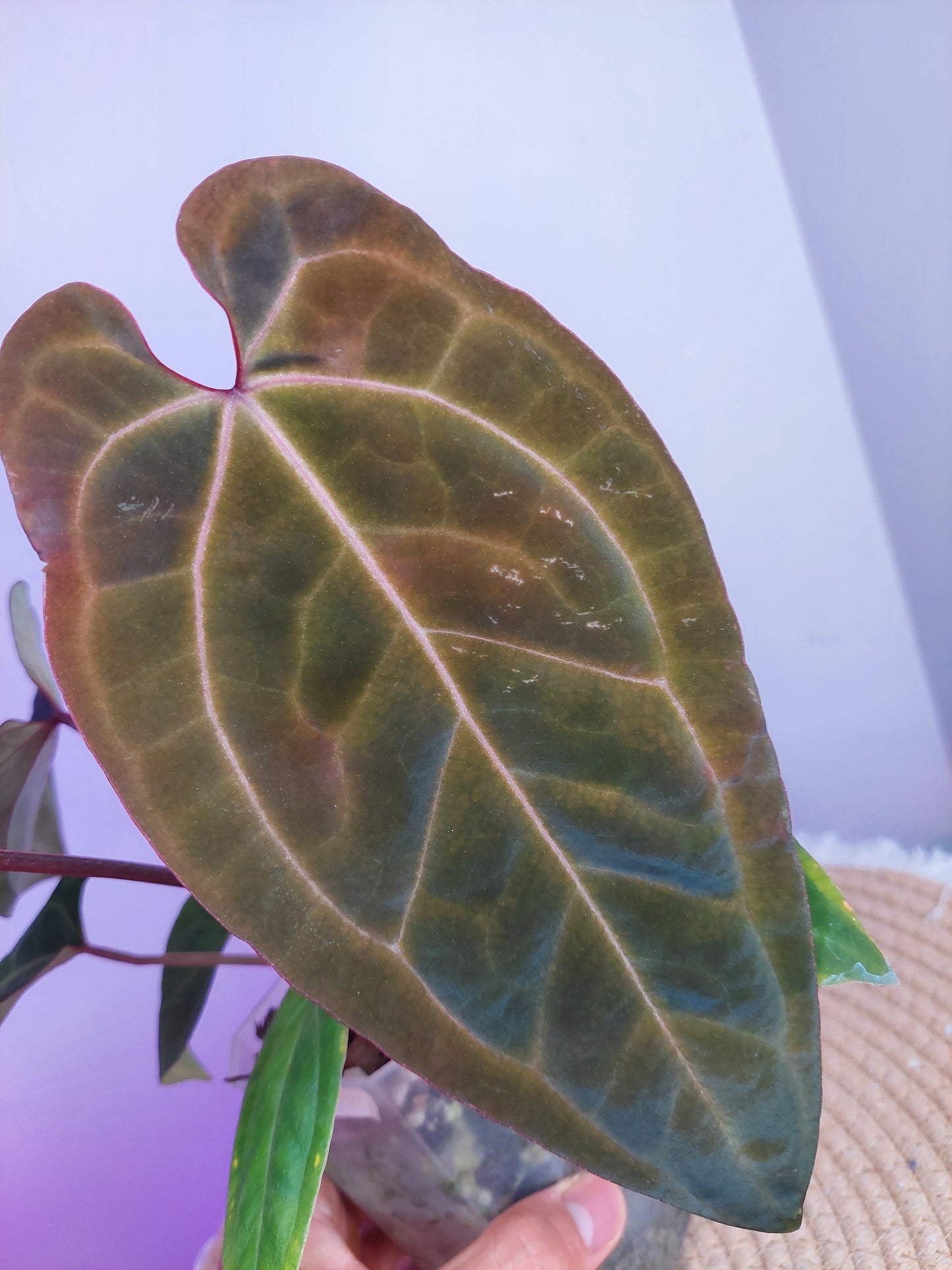 Anthurium Bess x RVDP #A