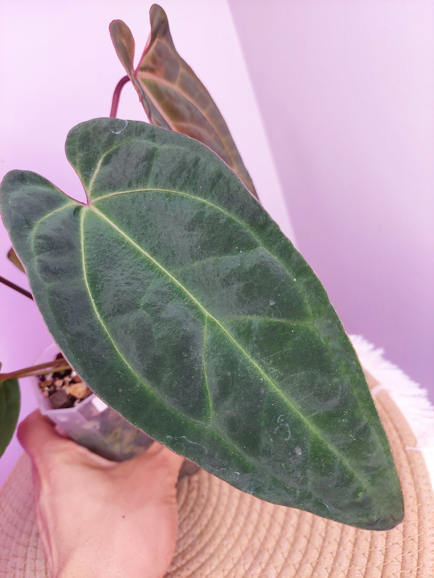 Anthurium Bess x RVDP #A