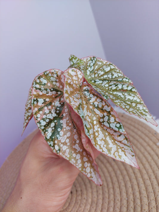 Begonia Snow Capped Variegated #A