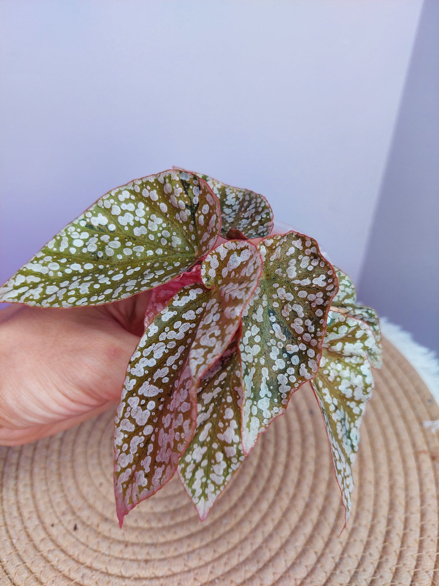 Begonia Snow Capped Variegated #B