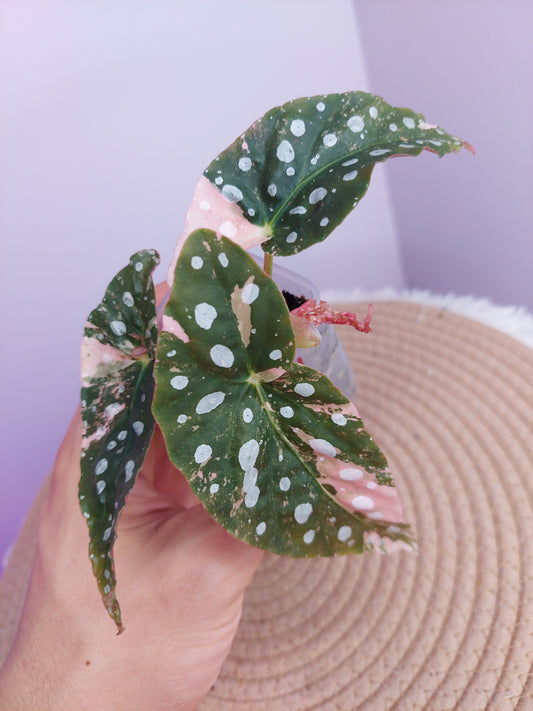 Begonia Maculata Pink Variegated #A