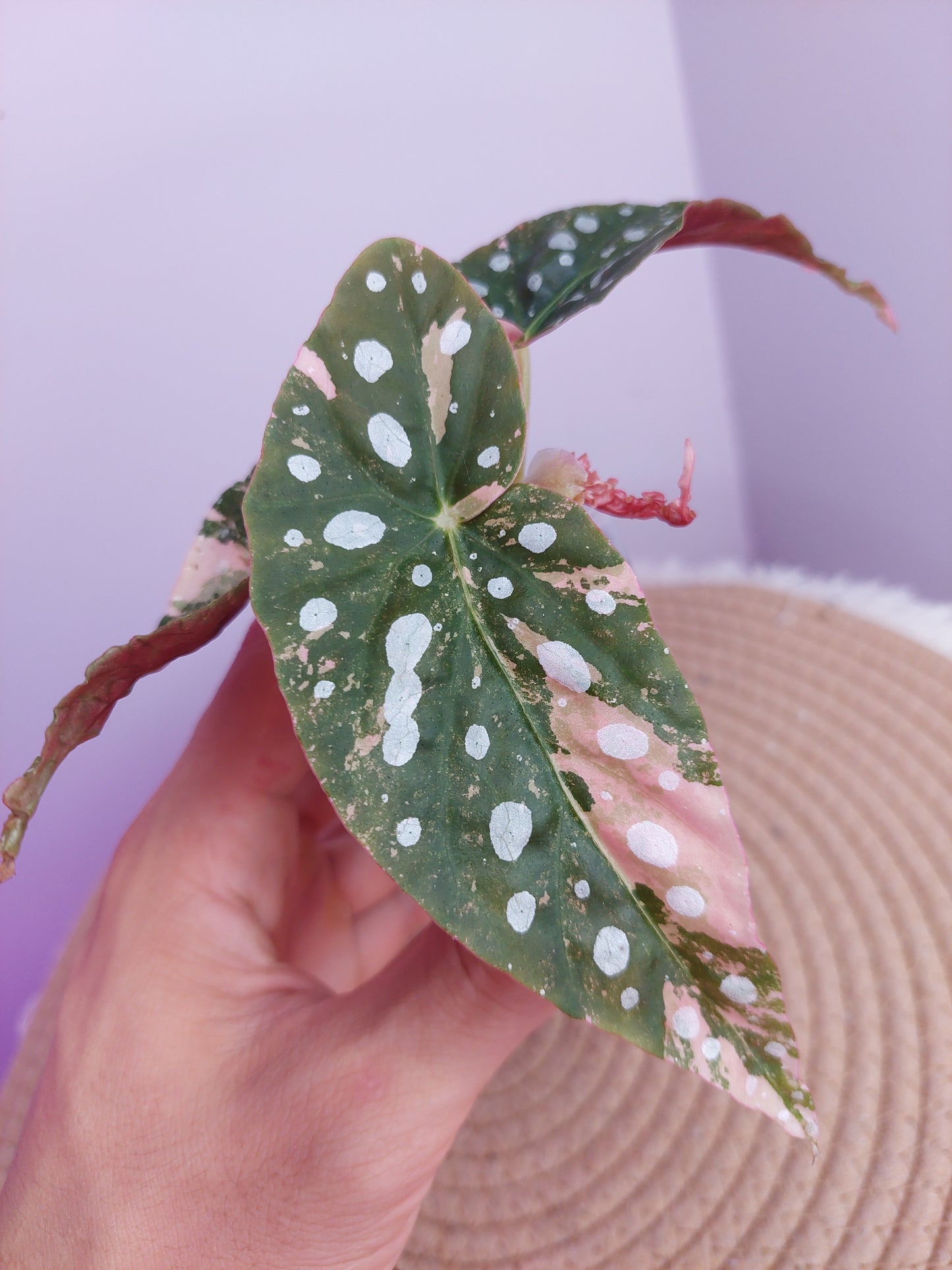 Begonia Maculata Pink Variegated #A