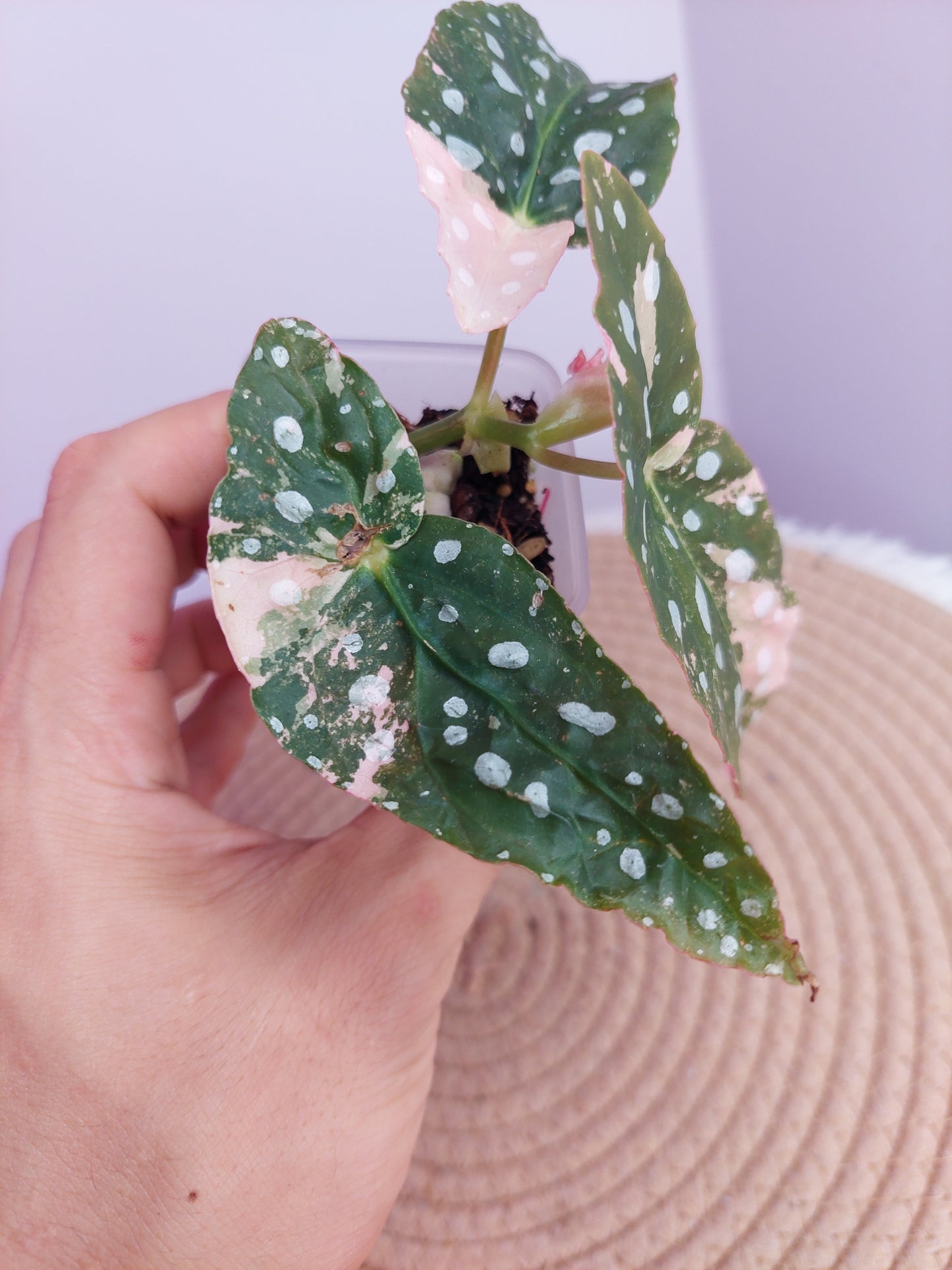 Begonia Maculata Pink Variegated #A