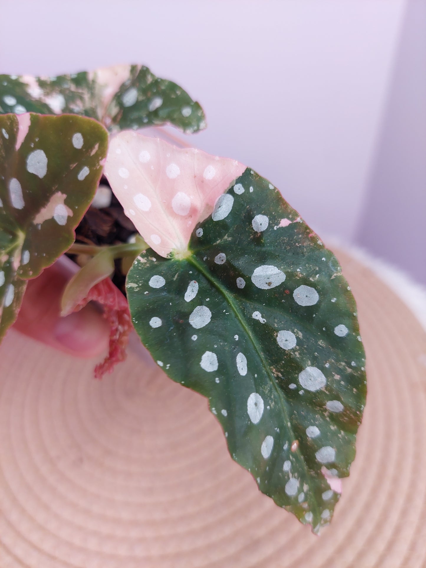 Begonia Maculata Pink Variegated #A