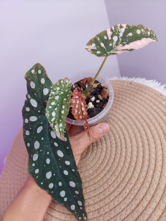 Begonia Maculata Pink Variegated #B