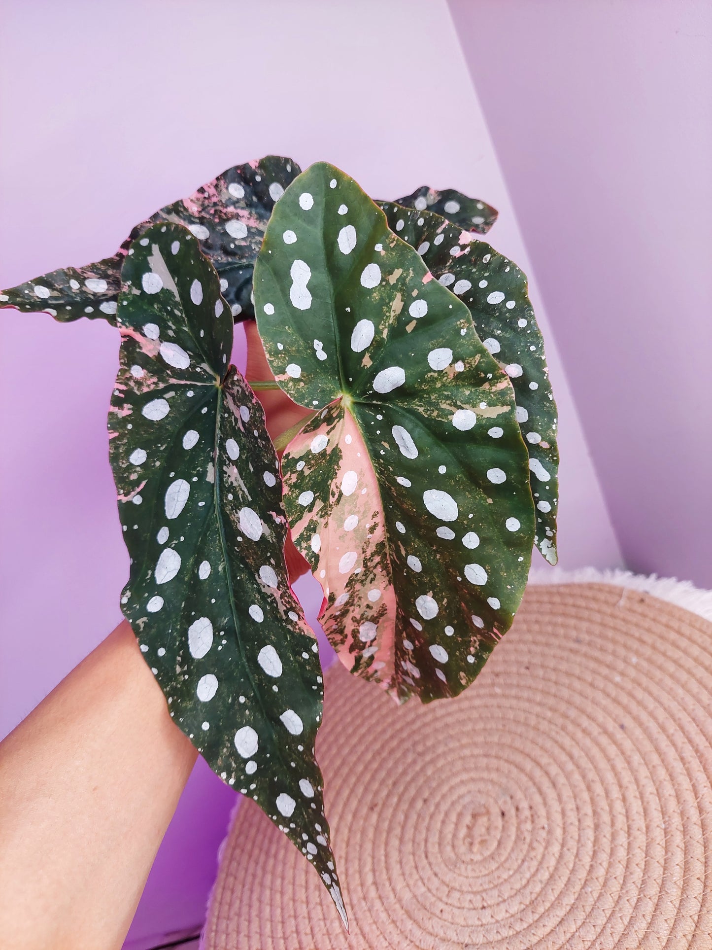 Begonia Maculata Pink Variegated #C