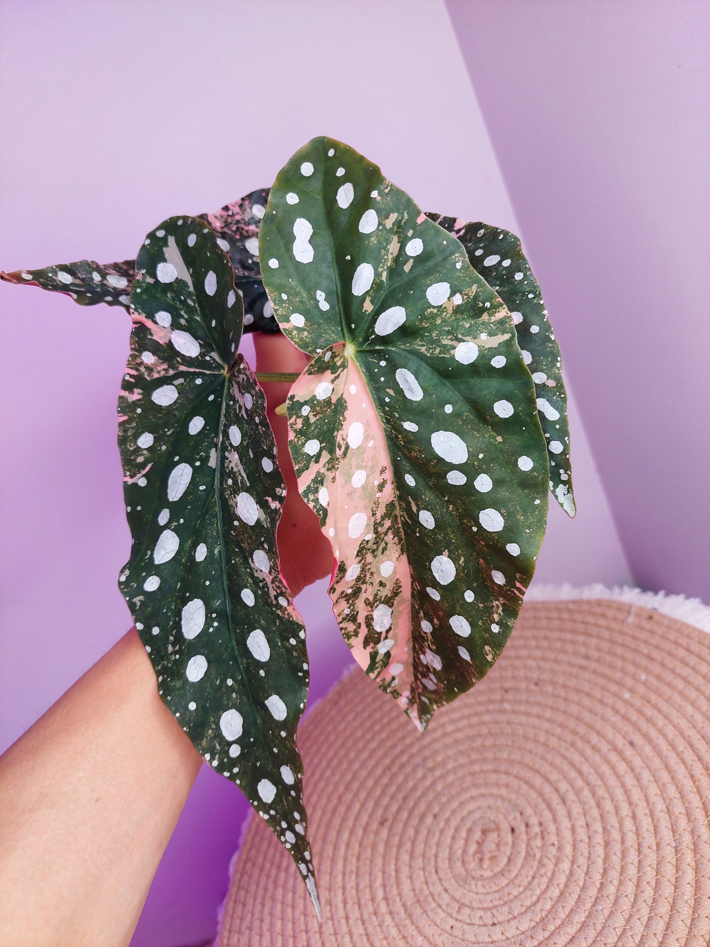 Begonia Maculata Pink Variegated #C