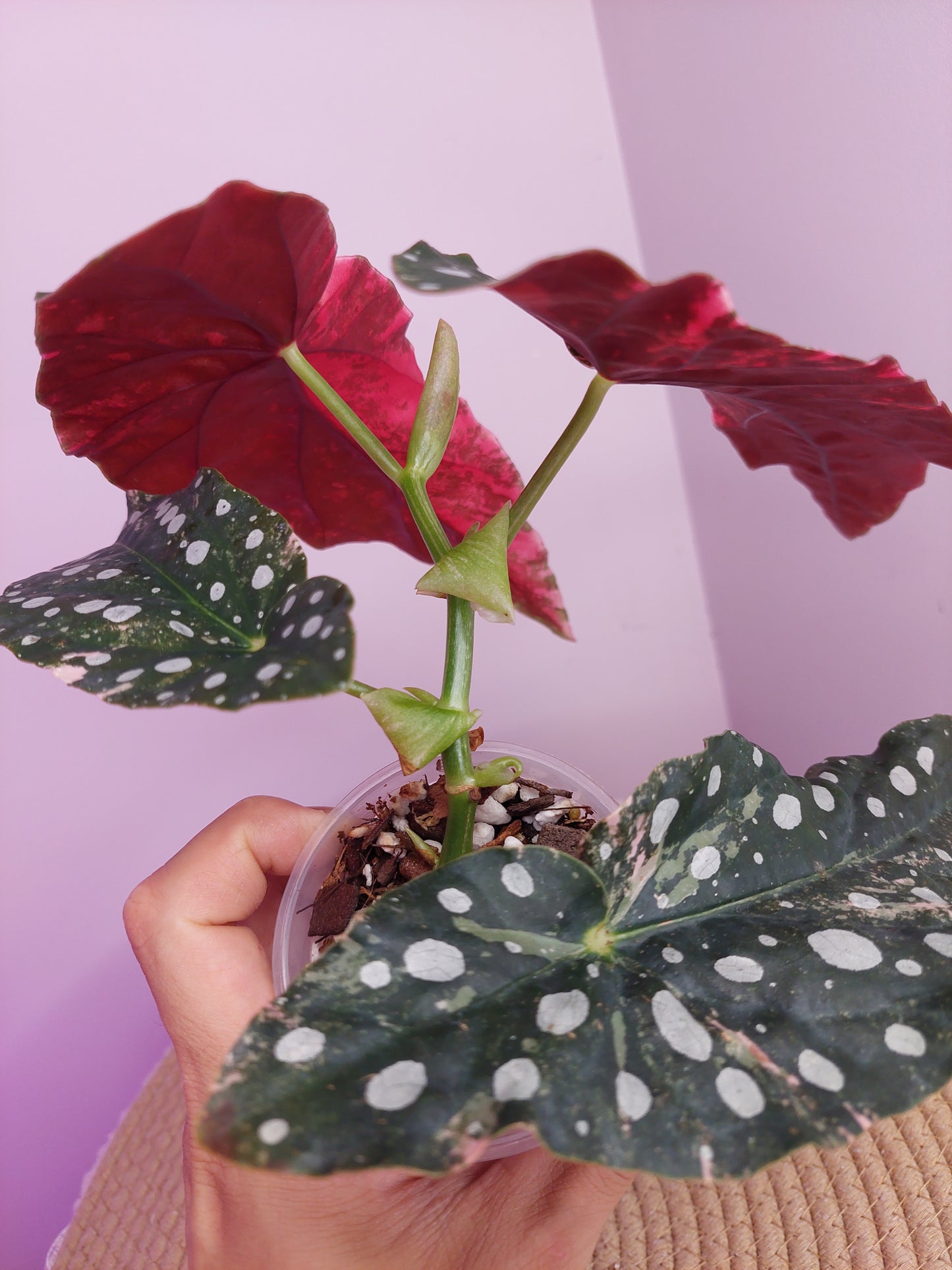 Begonia Maculata Pink Variegated #C