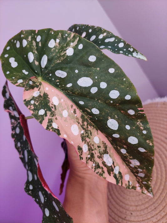 Begonia Maculata Pink Variegated #C