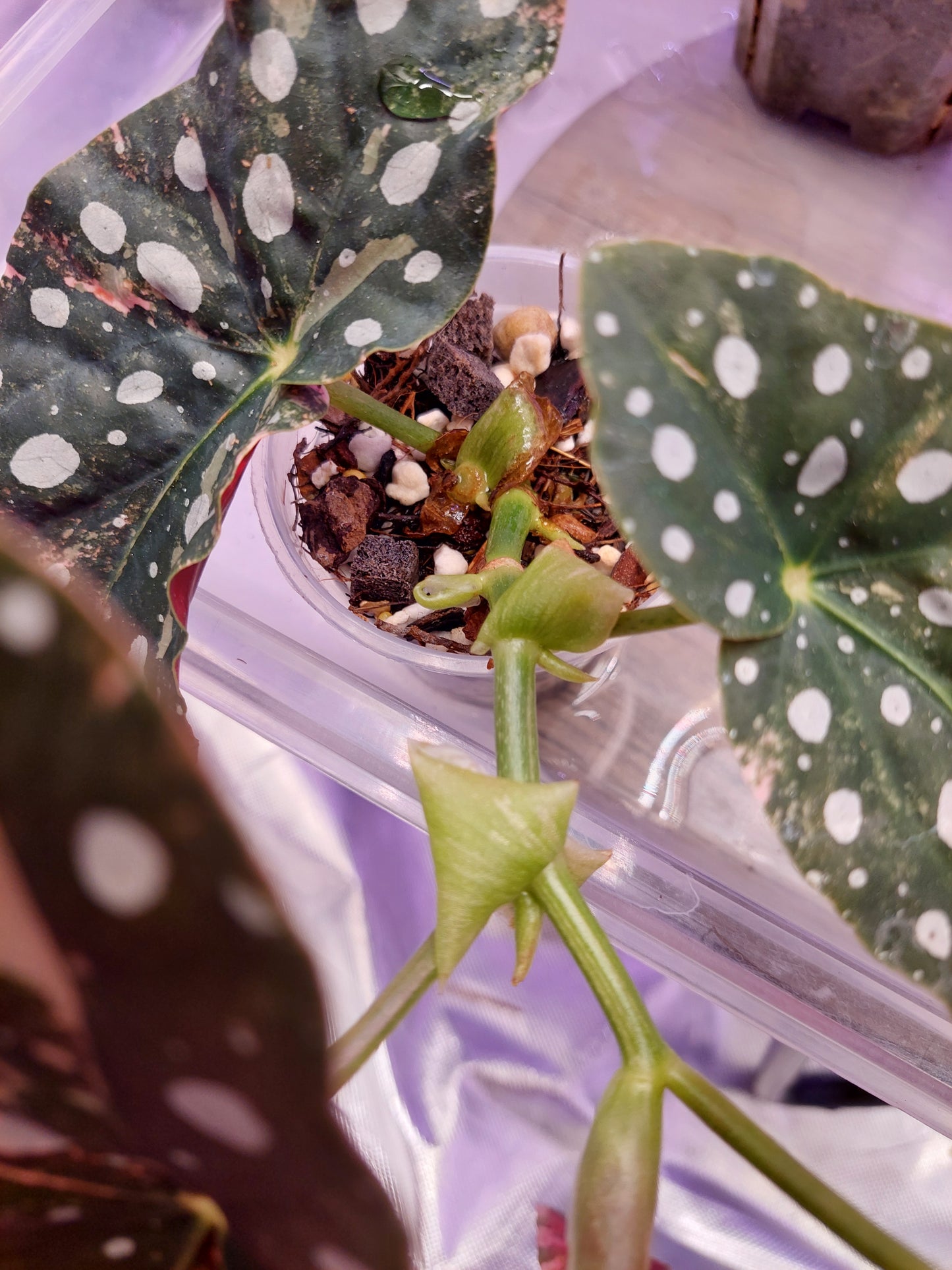 Begonia Maculata Pink Variegated #C