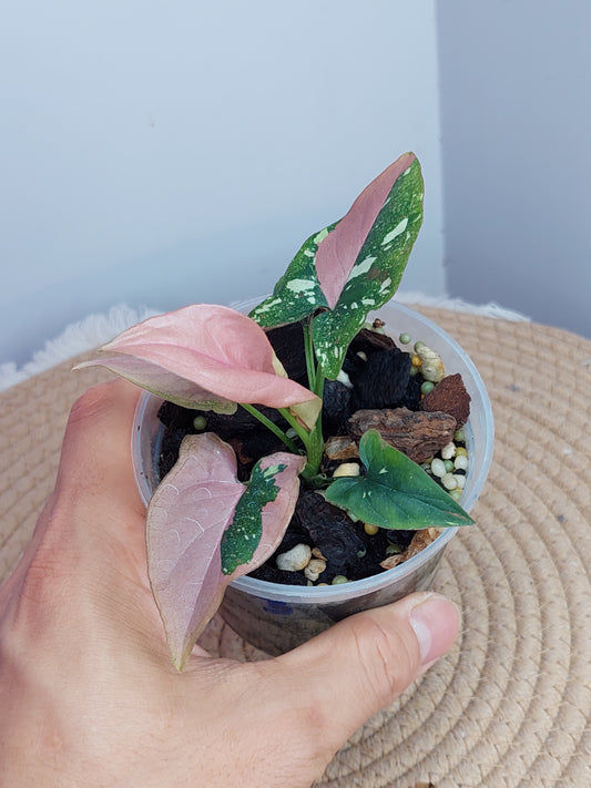 Syngonium Red Spot Tricolour 3