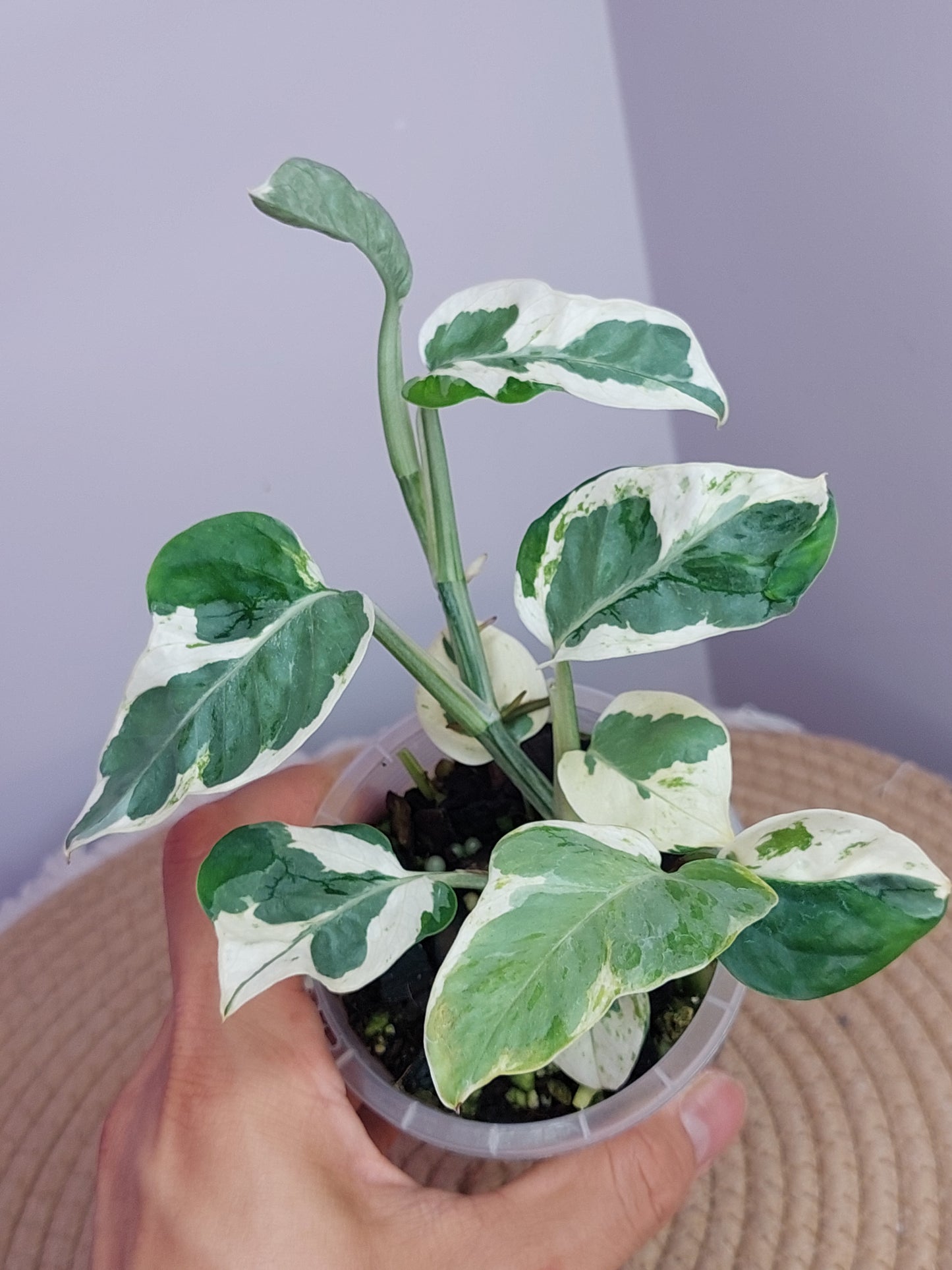 N’joy Pothos 1