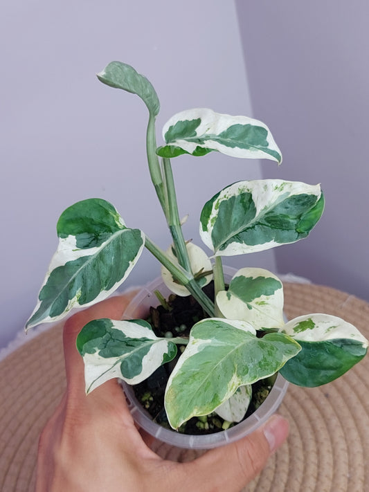 N’joy Pothos 1