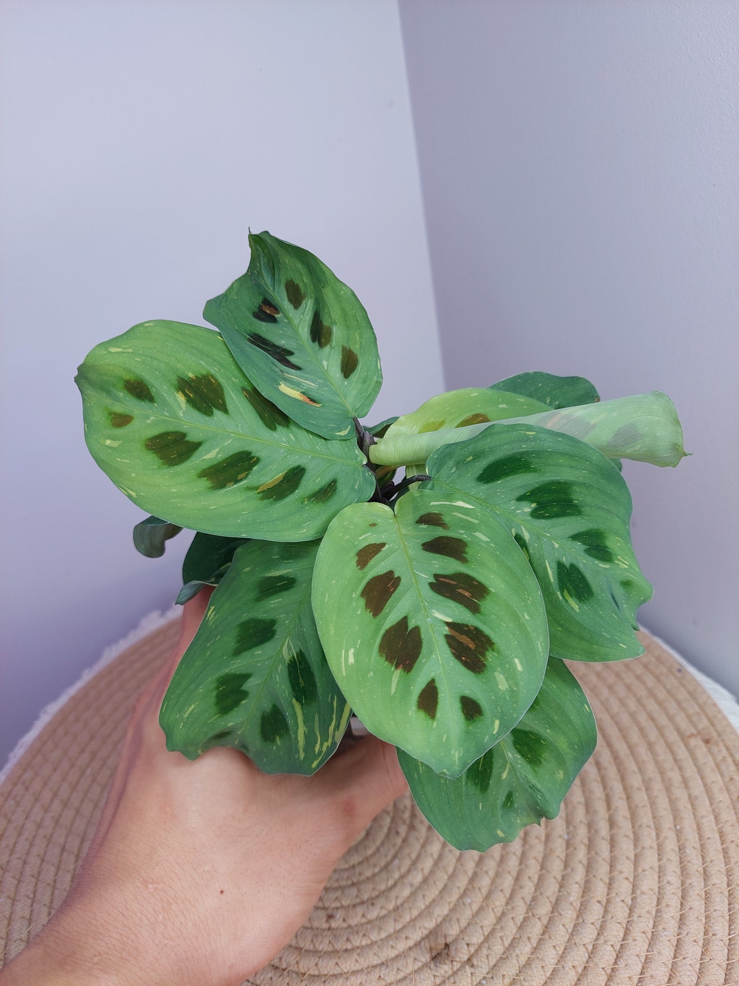 Maranta Variegated (Prayer Plant) 1