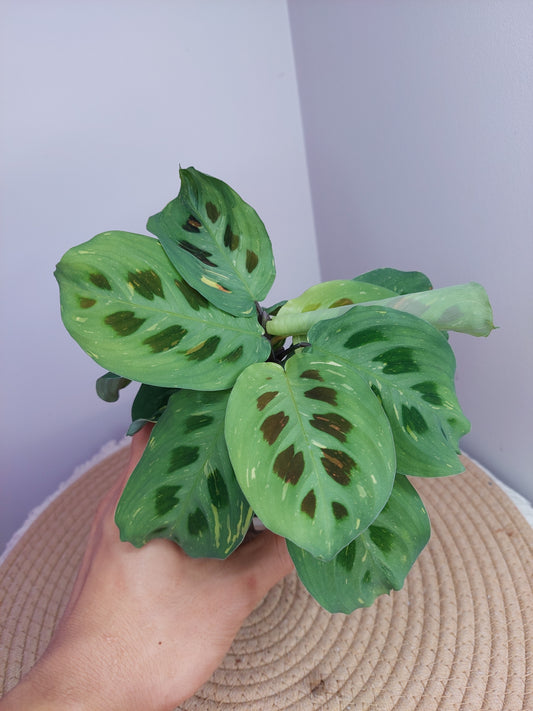 Maranta Variegated (Prayer Plant) 1