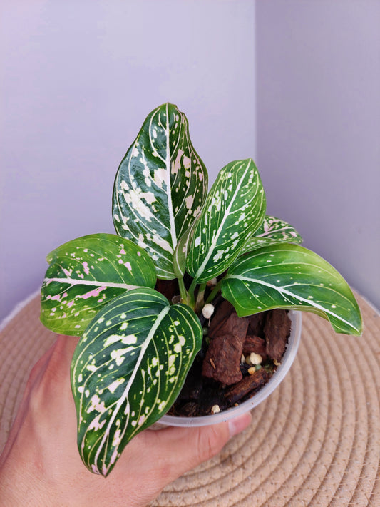 Aglaonema Commutatum 1