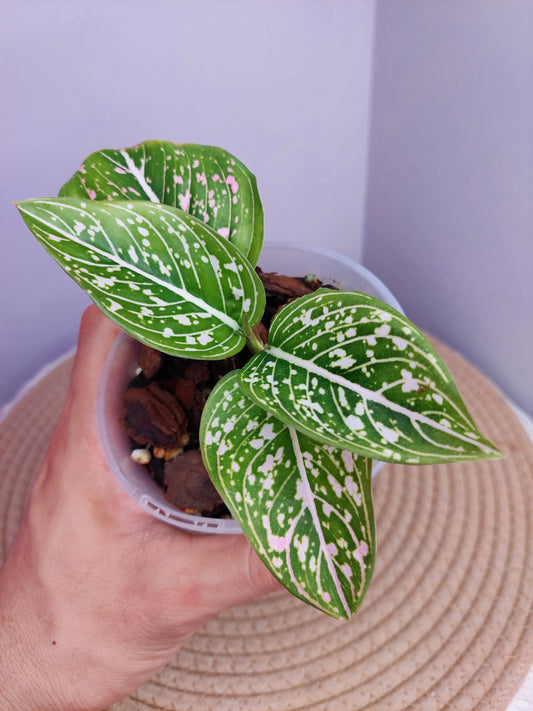 Aglaonema Commutatum 2