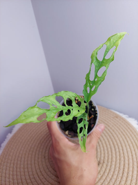 Monstera Obliqua Peru 1