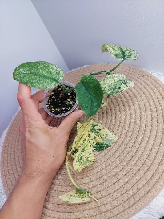 Scindapsus Silver Cloud Variegated 1