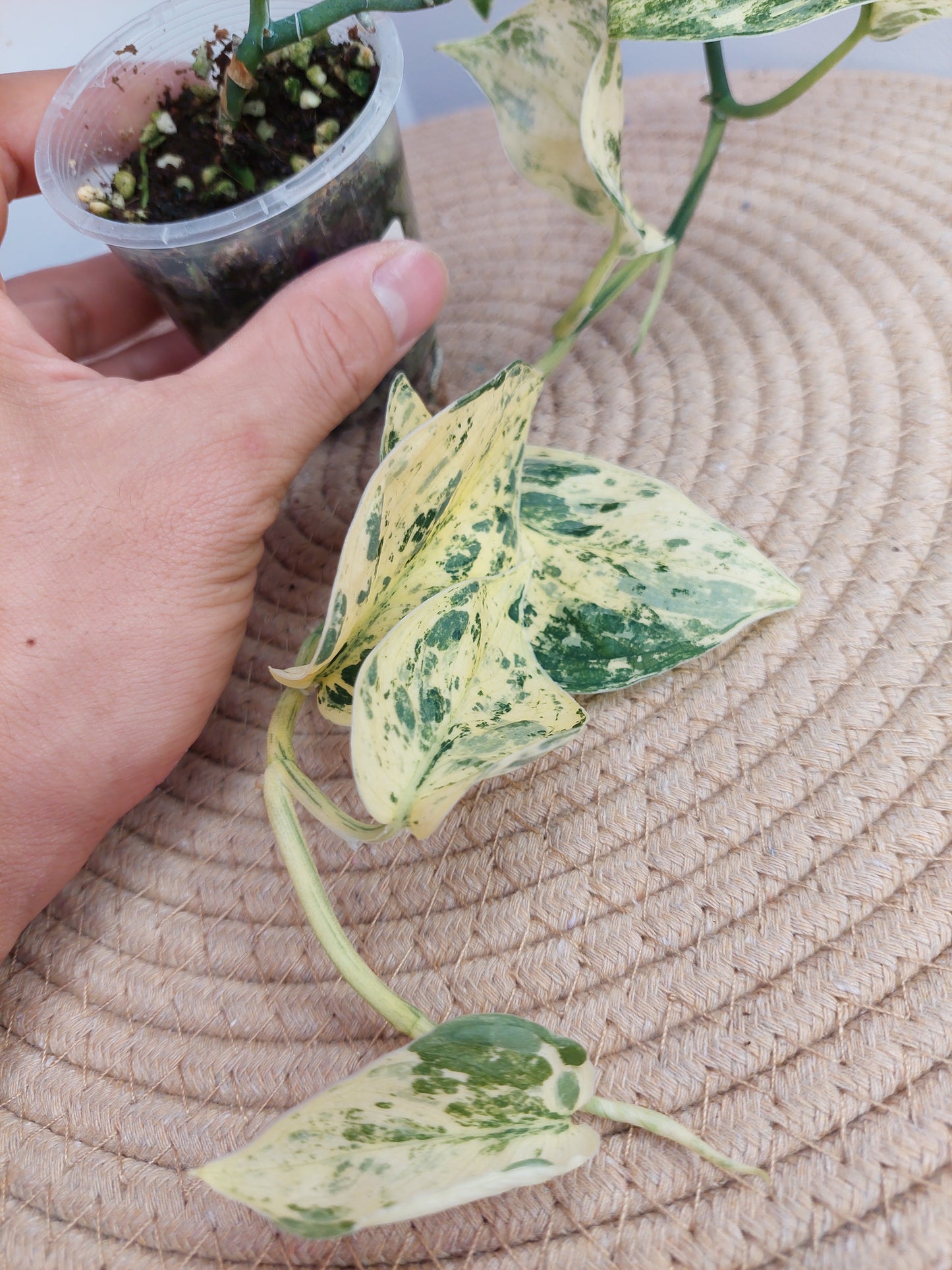 Scindapsus Silver Cloud Variegated 1