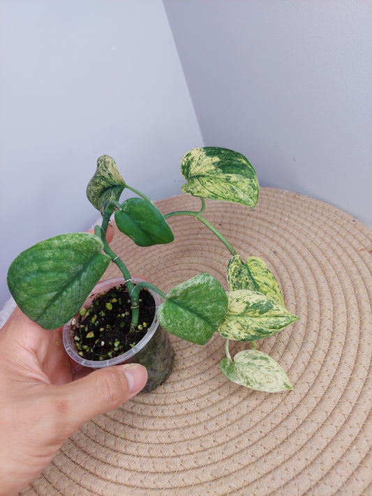 Scindapsus Silver Cloud Variegated 2