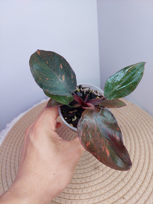 Philodendron Orange Princess Variegated 1