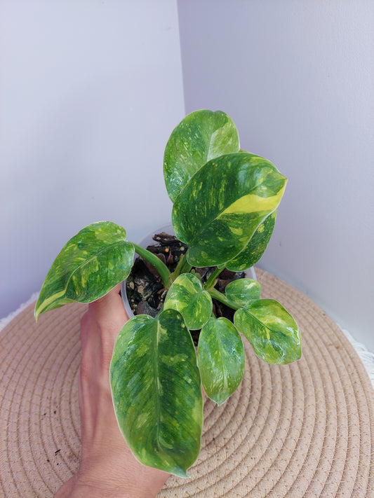 Philodendron Green Congo(Nuclear Congo) Variegated(2 plants) 1