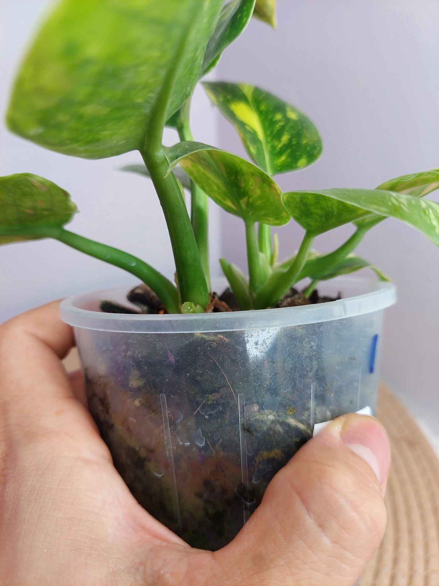Philodendron Green Congo(Nuclear Congo) Variegated(2 plants) 1