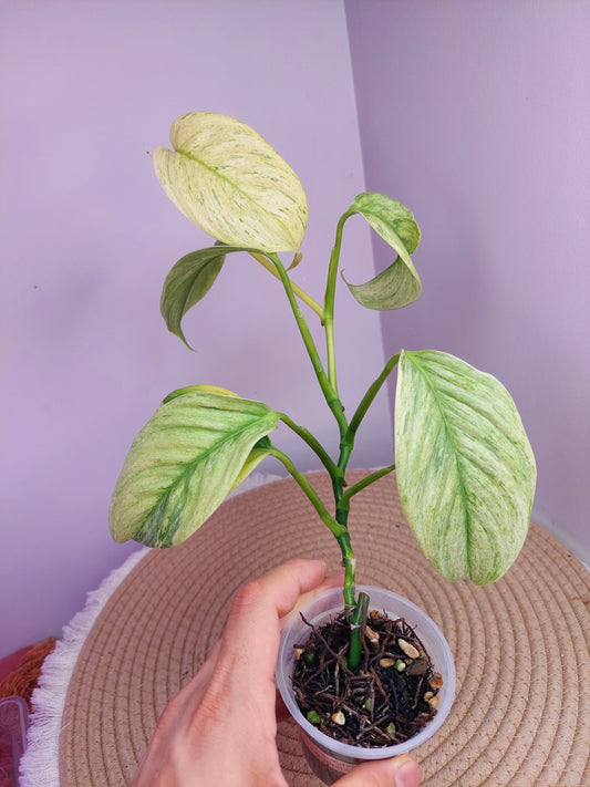 Scindapsus Longistipitatus Marble 1