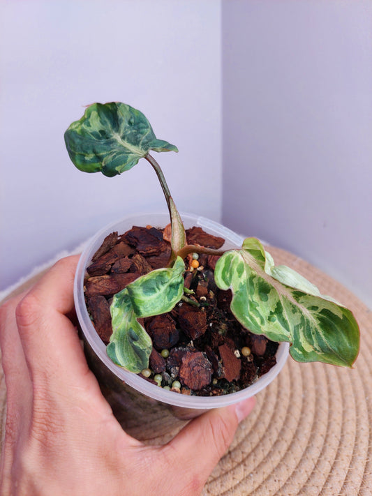 Philodendron Gloriosum Snow Leopard Variegated 1
