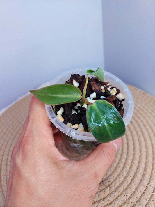 Philodendron Spiritus Sancti 1