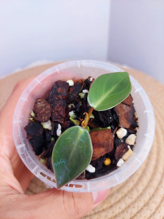 Philodendron Spiritus Sancti 2