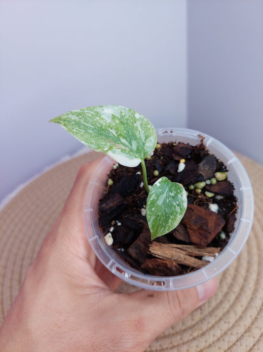 Monstera Cream Cheese 1