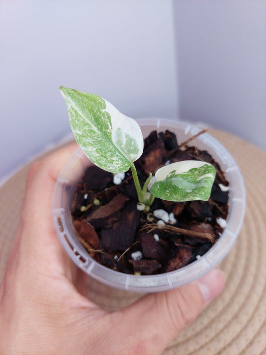 Monstera Cream Cheese 2