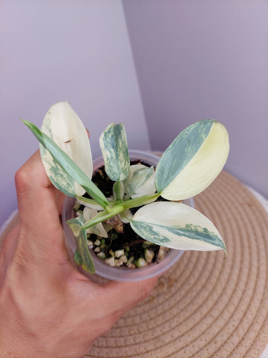 Philodendron Silver Sword Variegated 1