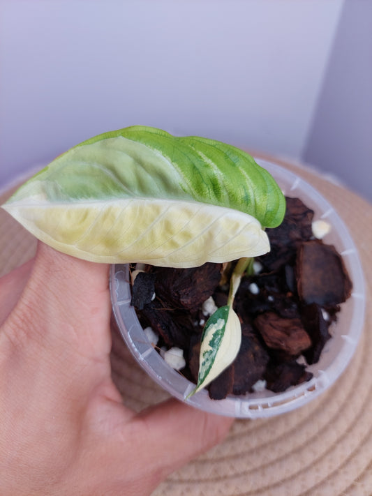 Xanthosoma Lindenii Variegated 1
